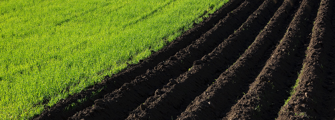 The image shows a green field which is partly ploughed into furrows